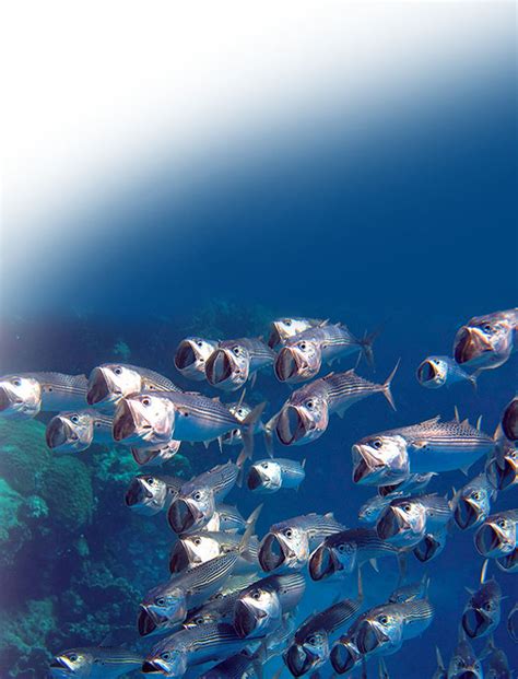 fish base|FishBase Database .